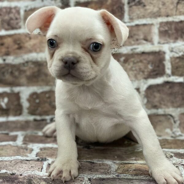 French Bulldog-DOG-Female-White-476-Petland Woodlands, TX