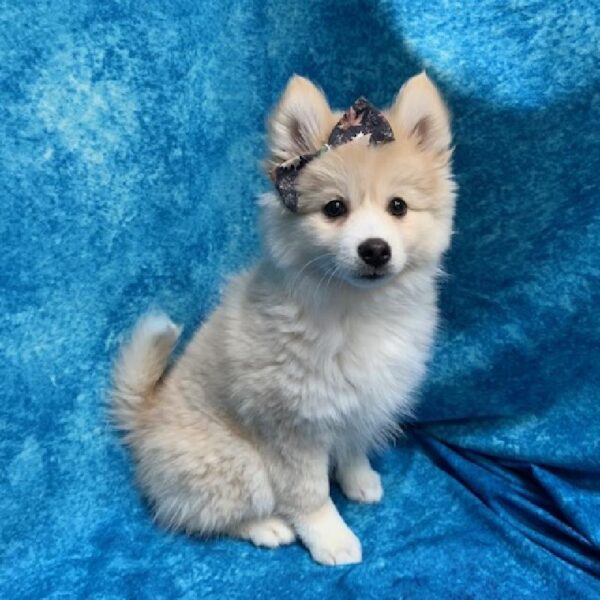 Pomsky-DOG-Female-Red/White-633-Petland Woodlands, TX