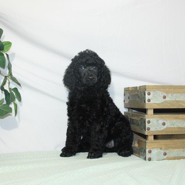 Poodle Standard-DOG-Female-Black-3200-Petland Woodlands, TX