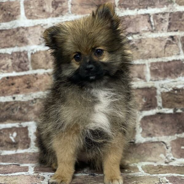 Pomeranian-DOG-Male-Brown-479-Petland Woodlands, TX