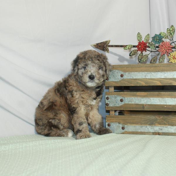 Whoodle-DOG-Female-Blue Merle-3202-Petland Woodlands, TX