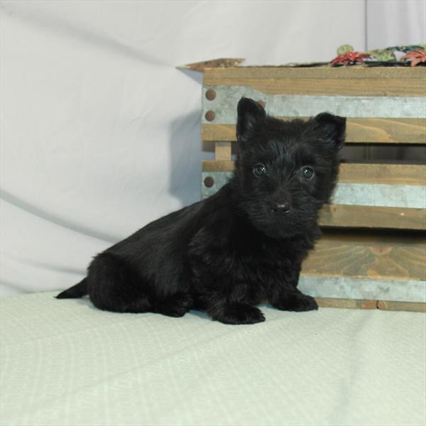 Scottish Terrier-DOG-Female-Black-3203-Petland Woodlands, TX