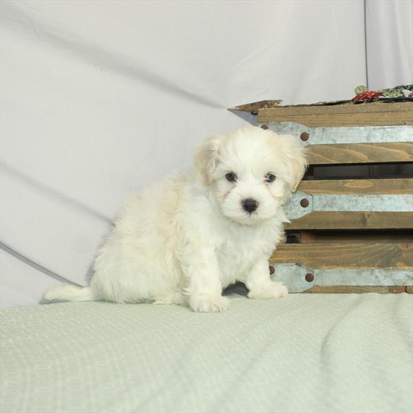 Maltese-Bichon-DOG-Male-White / Cream-3204-Petland Woodlands, TX