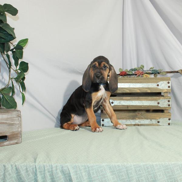 Bloodhound-DOG-Female-Black / Tan-3205-Petland Woodlands, TX