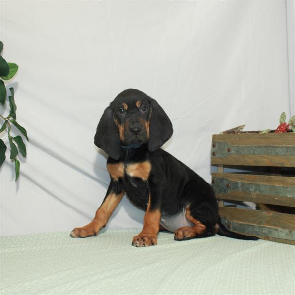 Bloodhound-DOG-Female-Black / Tan-3206-Petland Woodlands, TX