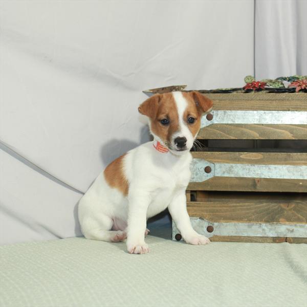 Jack Russell Terrier-DOG-Male-White / Red-3207-Petland Woodlands, TX