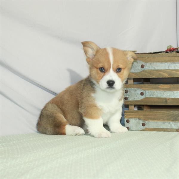 Pembroke Welsh Corgi-DOG-Male-Red-3208-Petland Woodlands, TX