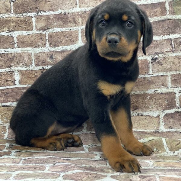 Rottweiler-DOG-Female-Black & Tan-477-Petland Woodlands, TX