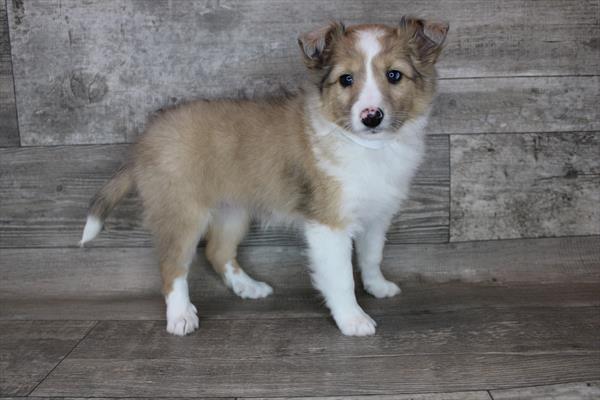 Sheltie-DOG-Female-Sable / White-3221-Petland Woodlands, TX