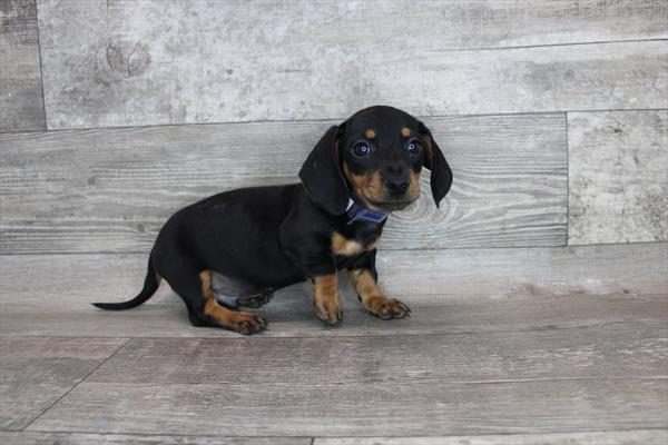Dachshund-DOG-Male-Black / Tan-3222-Petland Woodlands, TX
