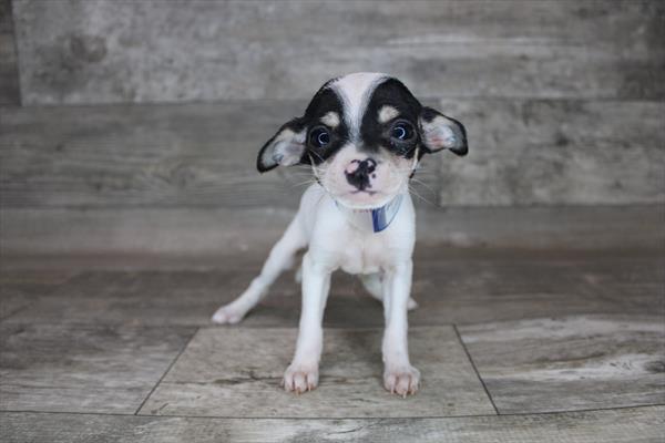 Chihuahua-DOG-Female-Black Tan / White-3224-Petland Woodlands, TX