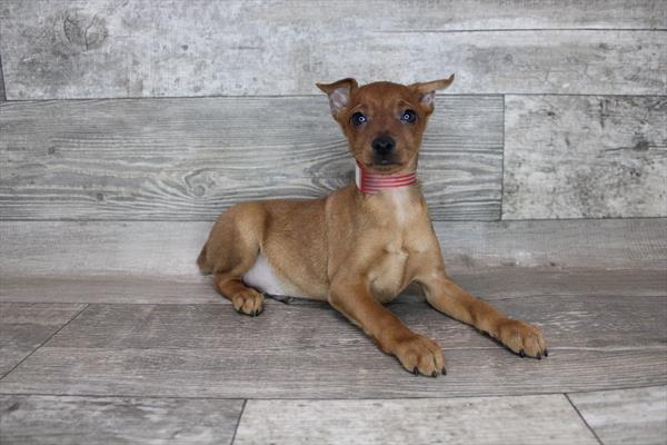 Min Pin-DOG-Male-Red-3225-Petland Woodlands, TX