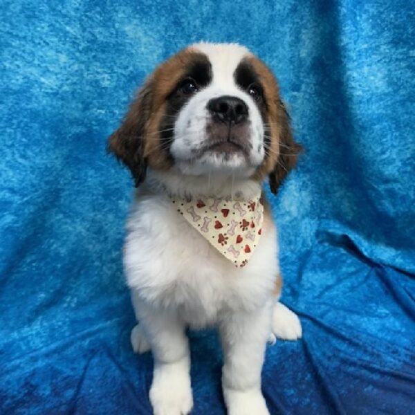 Saint Bernard-DOG-Male-Brown/White-635-Petland Woodlands, TX