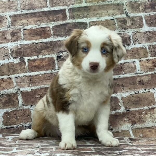 Australian Shepherd-DOG-Female-Red Merle-492-Petland Woodlands, TX