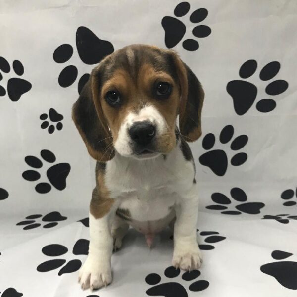 Beagle-DOG-Male-Tricolor-3253-Petland Woodlands, TX