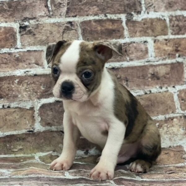 Boston Terrier-DOG-Male-Black Merle-484-Petland Woodlands, TX