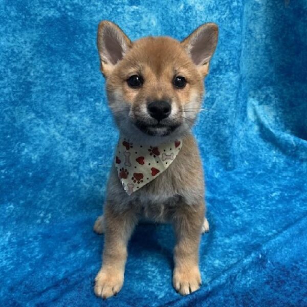 Shiba Inu-DOG-Male-Red-636-Petland Woodlands, TX