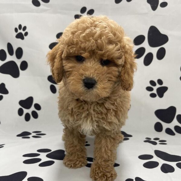 Poodle-DOG-Female-Apricot-3236-Petland Woodlands, TX