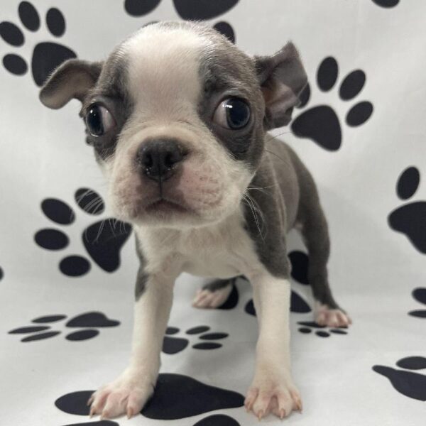 Boston Terrier-DOG-Female-Blue & White-3231-Petland Woodlands, TX