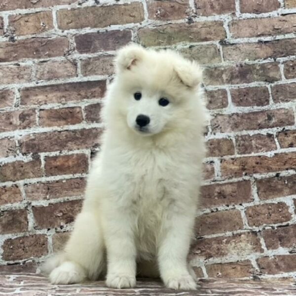 Samoyed-DOG-Female-White-483-Petland Woodlands, TX