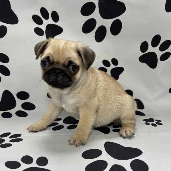 Pug-DOG-Male-Fawn-3252-Petland Woodlands, TX