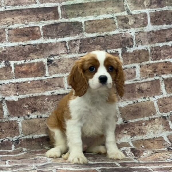 Cavalier King Charles Spaniel-DOG-Male-Tan & White-488-Petland Woodlands, TX