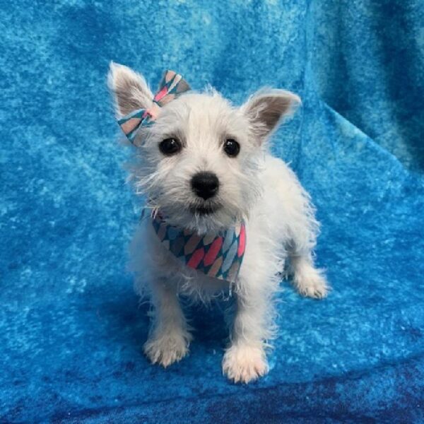 West Highland White Terrier-DOG-Female-White-631-Petland Woodlands, TX