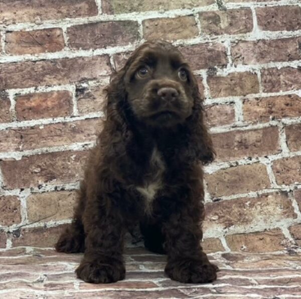 Cocker Spaniel-DOG-Male-Chocolate-480-Petland Woodlands, TX