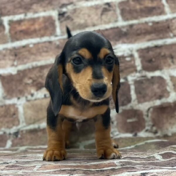 Dachshund-DOG-Male-Black & Tan-489-Petland Woodlands, TX