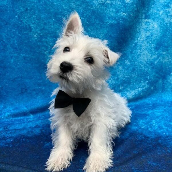 West Highland White Terrier-DOG-Male-White-641-Petland Woodlands, TX