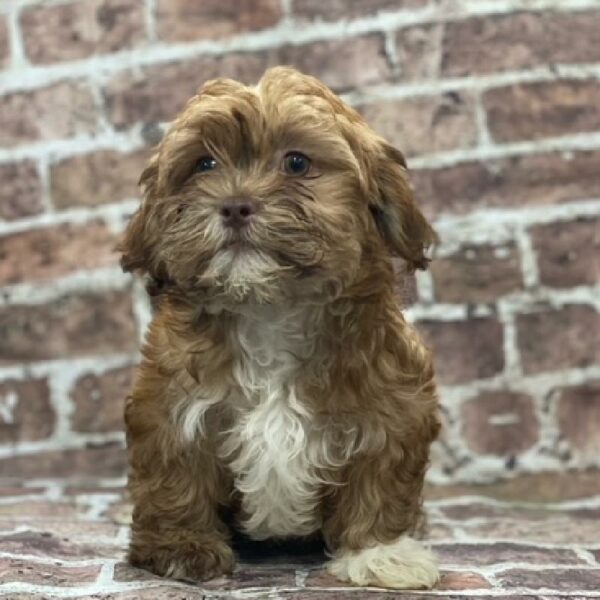 Havanese-Shih Tzu-DOG-Female-Red-482-Petland Woodlands, TX