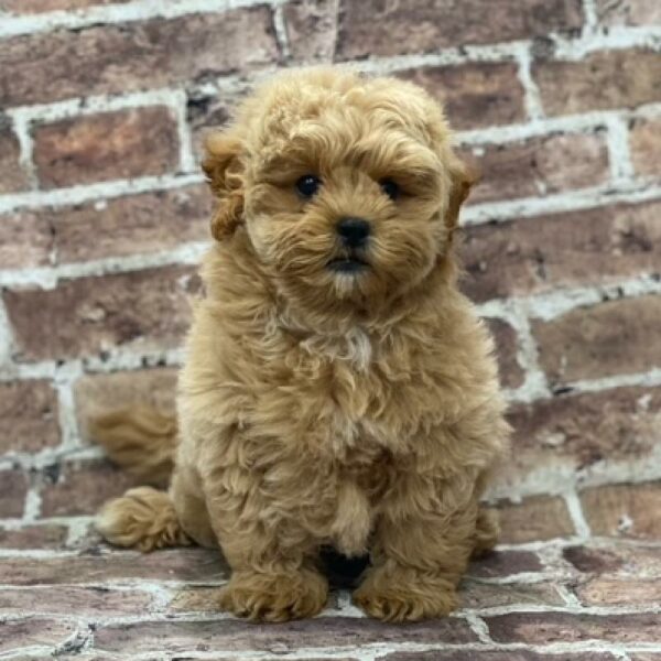 Shipoo-DOG-Male-Cream-486-Petland Woodlands, TX