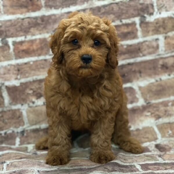 Cavapoo-DOG-Male-Red-487-Petland Woodlands, TX