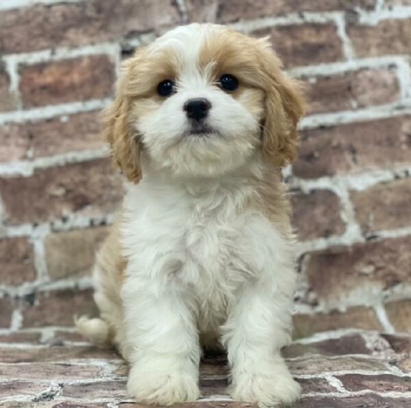 Cavachon-DOG-Male-White & Blenheim-491-Petland Woodlands, TX