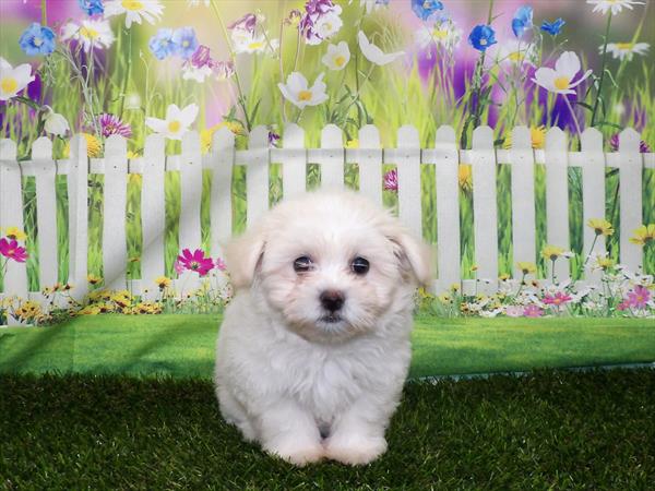 Teddy Bear-DOG-Female-Cream-3303-Petland Woodlands, TX