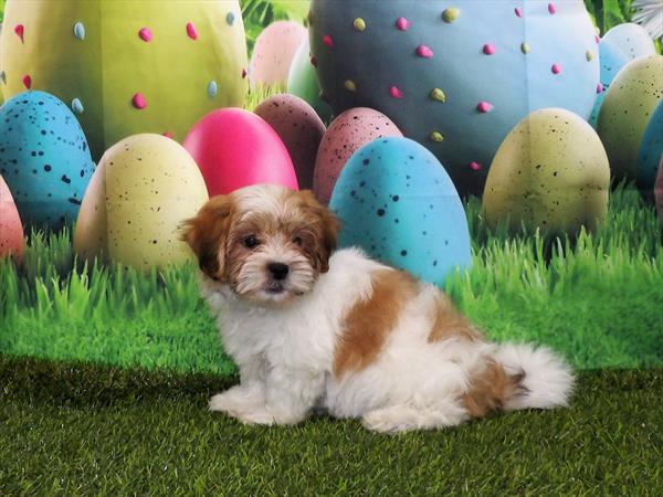 Teddy Bear-DOG-Male-Gold / White-3304-Petland Woodlands, TX