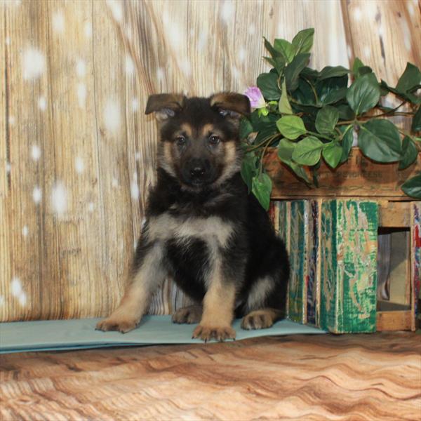 German Shepherd-DOG-Male-Black / Tan-3305-Petland Woodlands, TX