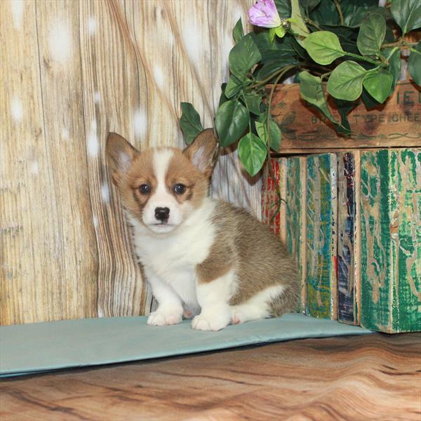 Pembroke Welsh Corgi-DOG-Female-Red / White-3306-Petland Woodlands, TX