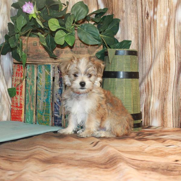 Morkie-DOG-Male-Golden-3308-Petland Woodlands, TX
