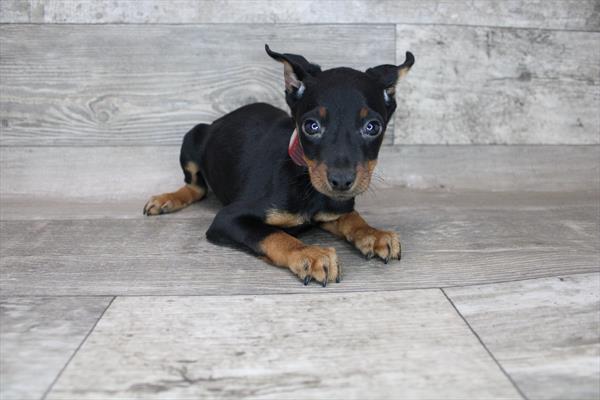 Min Pin-DOG-Male-Black / Tan-3329-Petland Woodlands, TX