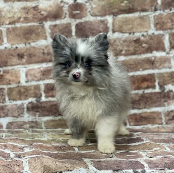 Pomeranian-DOG-Male-prl , prti-507-Petland Woodlands, TX