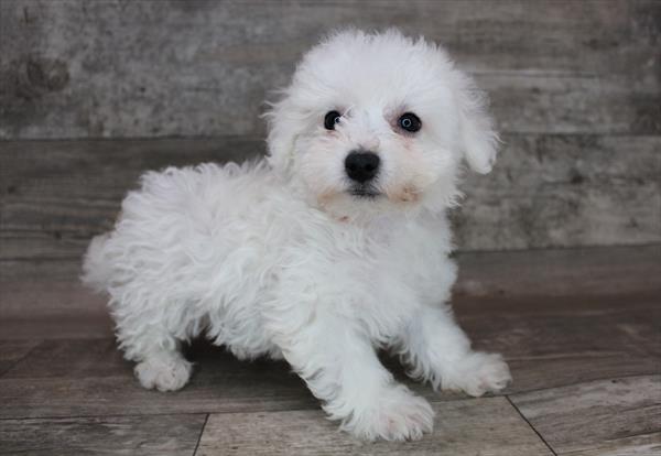 Bichon-DOG-Female-White-3332-Petland Woodlands, TX