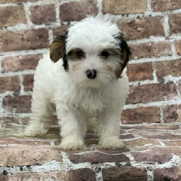 Yorkie-Poo-DOG-Female-Black, Tan & White-499-Petland Woodlands, TX