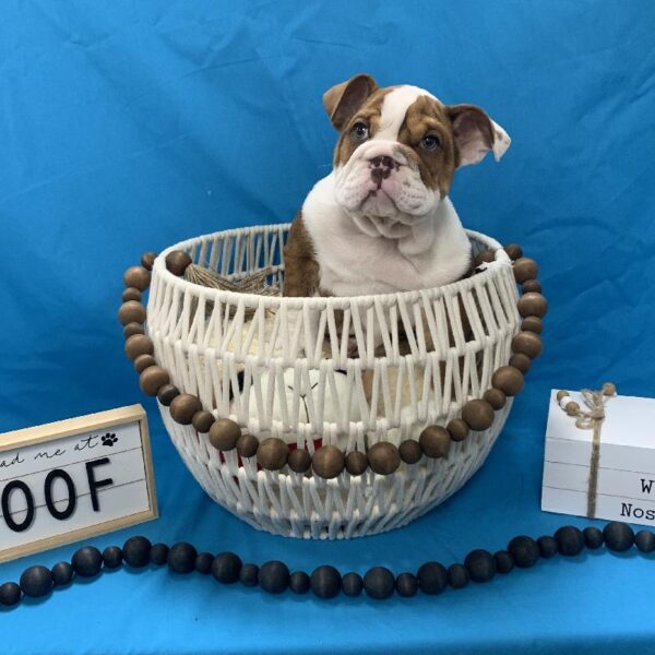 English Bulldog-DOG-Male-Chocolate Brindle-3333-Petland Woodlands, TX