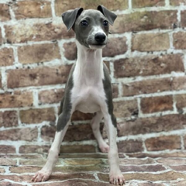 Italian Greyhound-DOG-Male-Blue & White-503-Petland Woodlands, TX