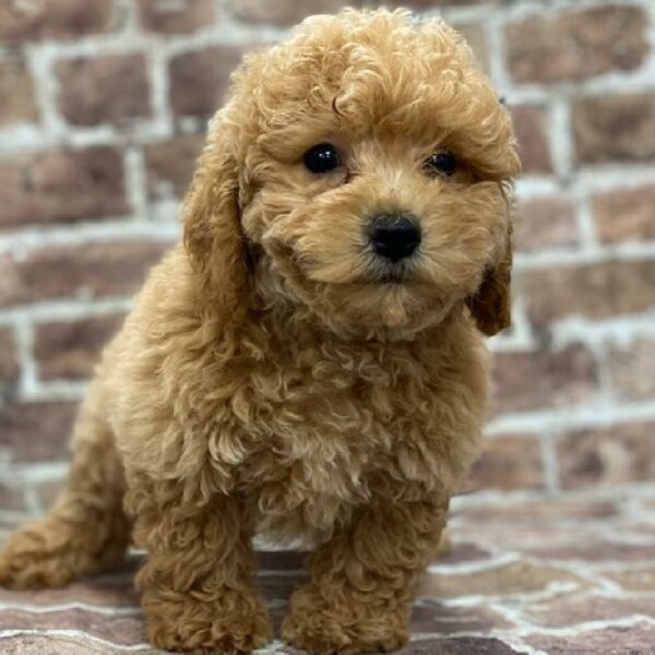 Poodle-DOG-Female-Appreciate-504-Petland Woodlands, TX