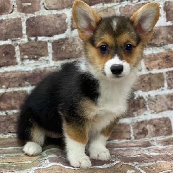 Pembroke Welsh Corgi-DOG-Female-Black, tan & white-505-Petland Woodlands, TX