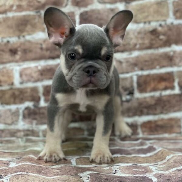 French Bulldog-DOG-Male-Blue & Tan-498-Petland Woodlands, TX