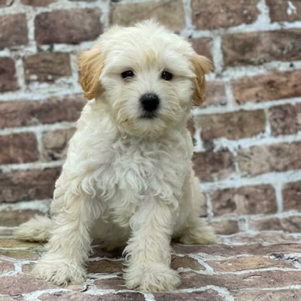 Maltipoo-DOG-Male-Cream-501-Petland Woodlands, TX