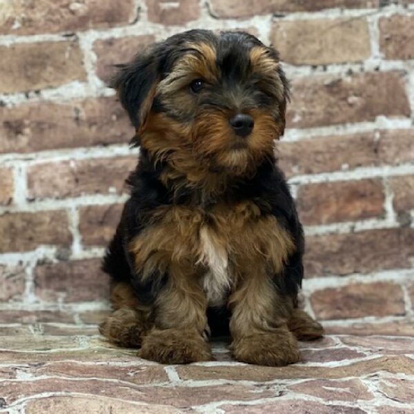 Yorkie-DOG-Male-Black & Tan-508-Petland Woodlands, TX
